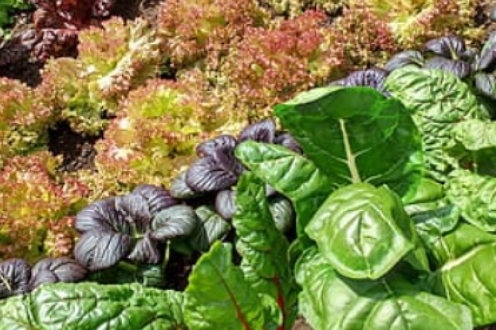 Help Solve Our Allotment Problem image